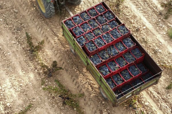 Vendimia Monastrell en Viña Elena, Jumilla