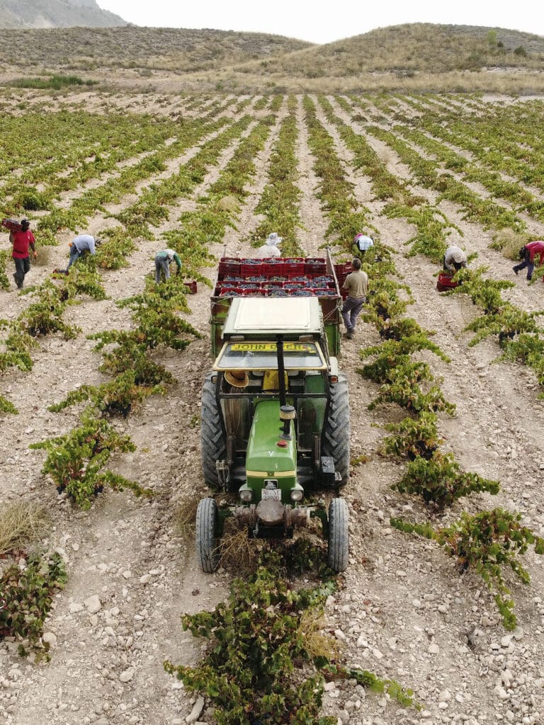 Vendimia Monastrell en Viña Elena, Jumilla