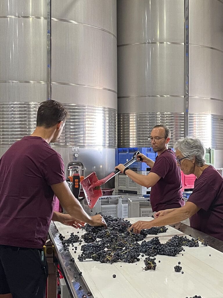 Mesa de selección en vendimia