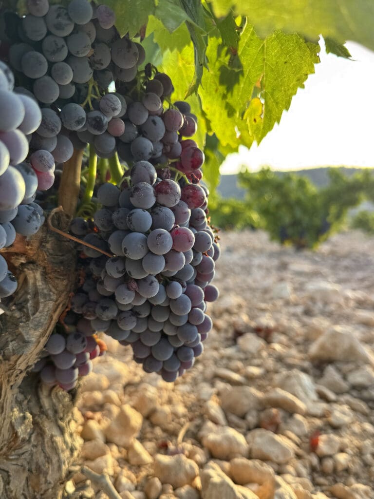 Monastrell del Estrecho de Marín, sur de Jumilla
