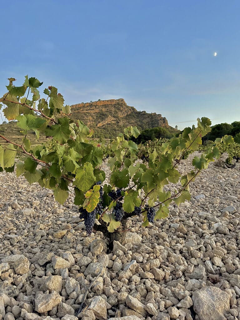 Monastrell en Finca CQ de Viña Elena